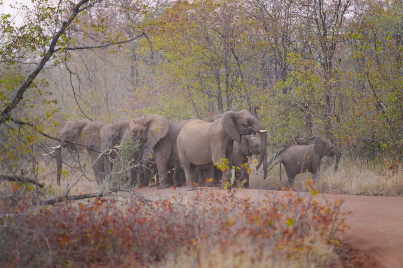 In Zimbabwe, schoolchildren face threats from animals. Now they are learning how to spot the dangers