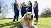 Guide dog dubbed Dogfather retires after fathering 300 puppies