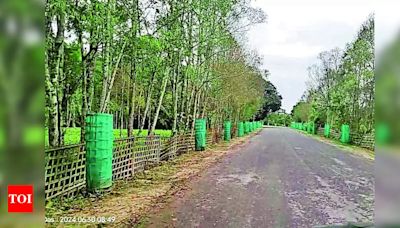 Villagers in Khumtai transform landscape with native trees | Guwahati News - Times of India