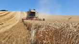 El campo respira aliviado: la cosecha de cereal aumentará un 94% y la de almendra, un 10%