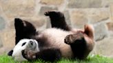 Presidente chino anuncia nuevo envío de pandas a EEUU