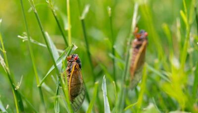 The Great Cicada Co-Emergence, Explained