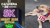 Perro maratonista "El Chicles" participará en carrera nocturna en Tijuana