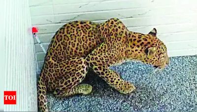 Leopard rescued from house in Dhari Rajkot | Rajkot News - Times of India