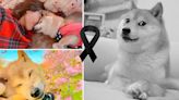 Kabosu, la famosa perra que inspiró el meme “Doge” y la criptomoneda, murió a los 17 años