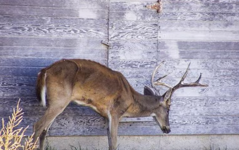 Study: Hunters Die After Consuming CWD-Infected Venison