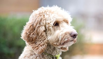 Doodle's Precious Role in Gender Reveal Shows Just How in Tune Dogs Are with Their People