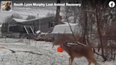 Deer freed from ‘pumpkin prison’ after it wandered with bucket on its head for weeks