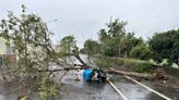 彰化大雨路樹傾倒 郵差遭砸中送醫不治 (圖)