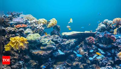 Recent underwater exploration discovers 20 new marine life forms - Times of India