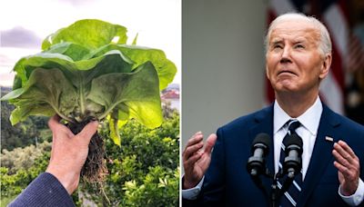 Lettuce vs Biden: Vegetable outlasts US President on betting site