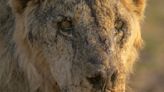 Herders in Kenya kill 10 lions, including Loonkiito, one of the country's oldest