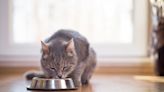 Brilliant Cat Outsmarts the Automatic Feeder Like a Total Pro