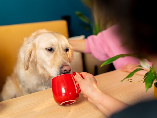 Golden Retriever's Disappointment Over Coffee Shop Having No Pup Cups Is Such a Mood