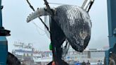 Dead whale wrapped with fishing gear hauled out of Portland Harbor