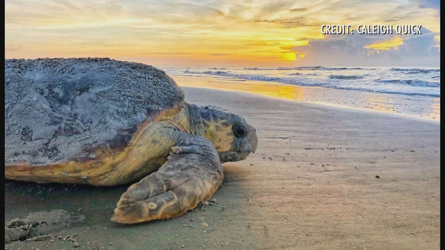 Officials announce first loggerhead sea turtle nests found on 3 Georgia islands
