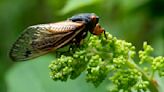 Cicadas 2024: See photos of the rare double brood emergence across the U.S.