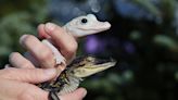 Gatorland gives a name to its rare leucistic gator (and her brother too)