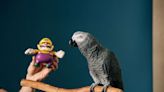 Clever parrot going viral on TikTok achieves Guinness World Record