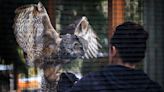 Cascades Raptor Center reopens after ice storm thanks to community donations