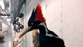 Videos show purported ivory-billed woodpeckers as US moves toward extinction decision