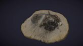 Fossilised eye-popping fish is rendered in 3D model