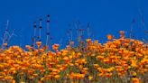 Planning to visit the superbloom in Lake Elsinore? Here's why the city won't let you