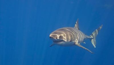 Australie: la jambe d'un surfeur retrouvée sur une plage après l'attaque d'un requin blanc