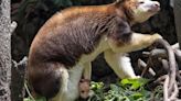 A 7-month-old tree kangaroo peeked out of its mom’s pouch at the Bronx Zoo and here are the photos