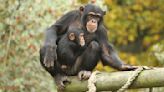 Apes recognize friends they haven’t seen for decades, new research finds