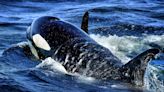 Ship spills huge amount of fuel near endangered orcas in Washington