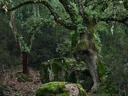 El parque natural de España considerado la última selva de toda Europa