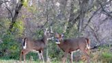 Smith: Conditions shaping up nicely for 2022 gun deer hunting season
