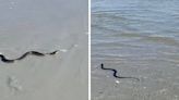 SC beachgoers perplexed by scaly snake slithering in the surf. See for yourself