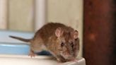 Rats: Boston ranks on list of most pest-infested cities in America, study says