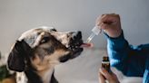 Los perros podrían vivir por más años con este nuevo medicamento