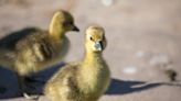 National Geographic Corporate Office's Gosling Rescue Has People So Invested