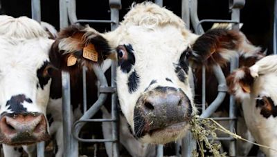 'Significant milestone': Denmark to introduce livestock carbon tax, first in the world