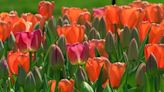 Tulip Festival road closures, parking rules, and shuttle bus information