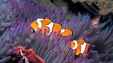 Not clowning around: Clown fish can count each other's stripes and will fight enemies they recognize