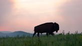 Is it buffalo or bison? Meat labeling goes to Congress as Kansas celebrates conservation