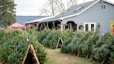 Here’s where you can still find a live Christmas tree in Centre County, with pricing