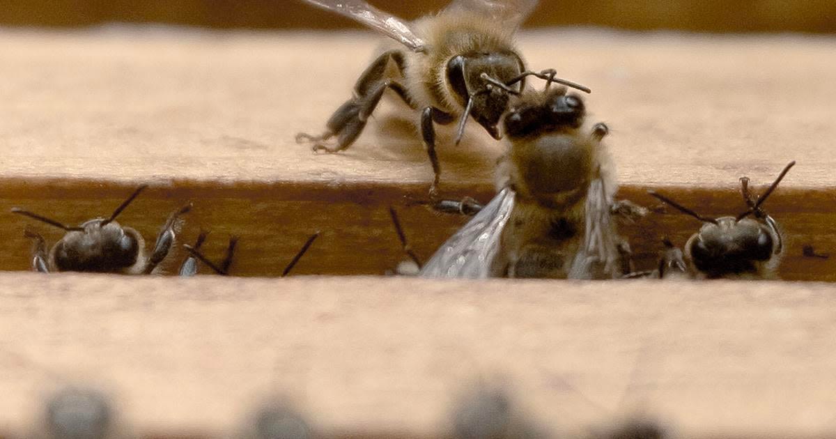 Grand Strand beekeepers highlight the dos and don'ts of beekeeping