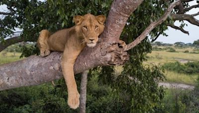 Jacob the Ugandan lion survived poacher traps and croc-infested waters. Now he's looking for love | CBC Radio