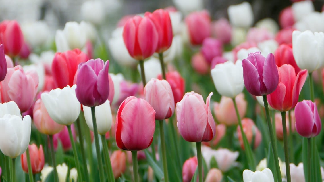 67th annual Holland Tulip Festival in full bloom this weekend