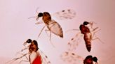 El tipo de bosque determina la abundancia de mosquitos transmisores de enfermedades como la malaria aviar