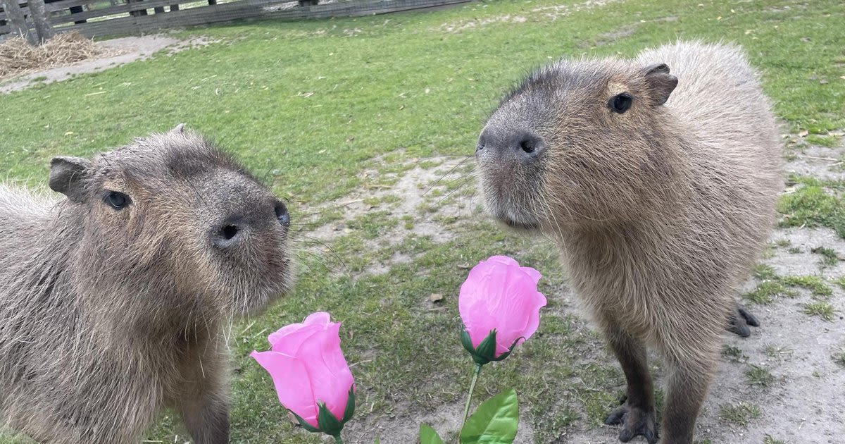 Cape May County zoo sets up male capybara on 'The Bachelor' style dates