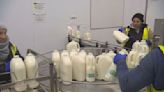 Inside the only factory where milk is produced, bottled and sold in Wales | ITV News