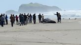 Beached Oregon whale offers rare, significant cultural opportunity for Coquille Tribe