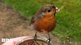 Slow motion robin flies high on Facebook